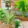 Plante D'intérieur - La Green Box - Coffret Plantes Dépolluantes Cm