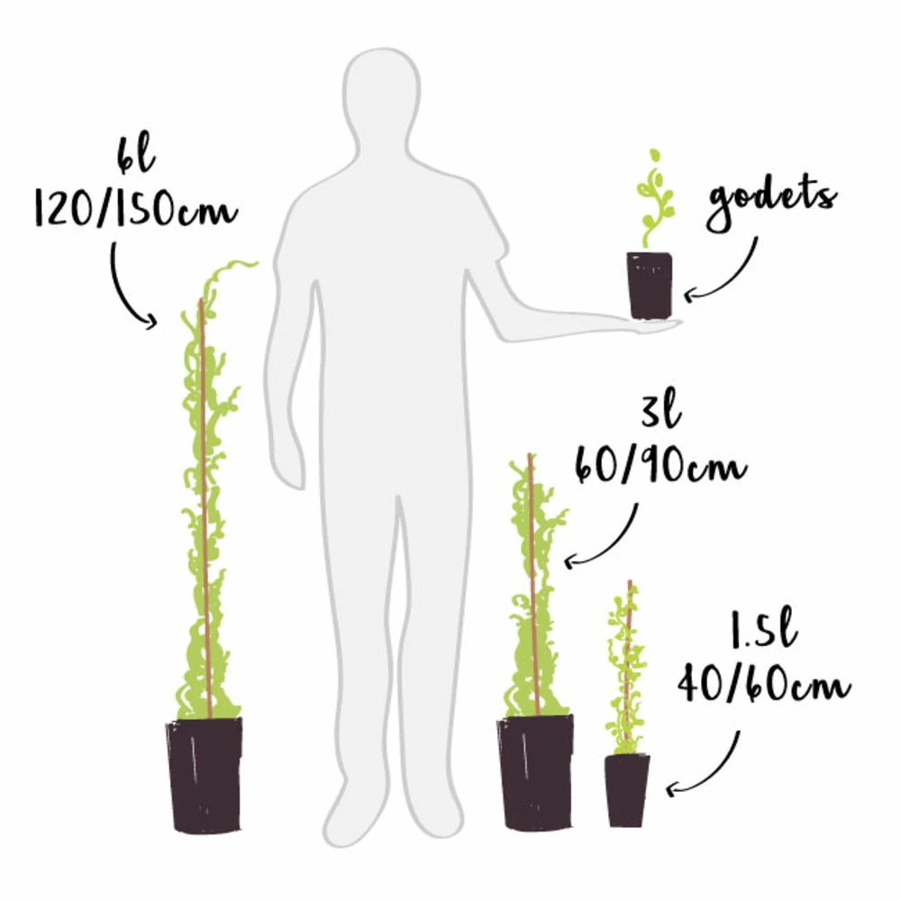 Myrtille 'blue Crop' - Myrtille Blue Crop 1.5l 3 Myrtille 'blue Crop' - Myrtille Blue Crop 1.5l – Image 3