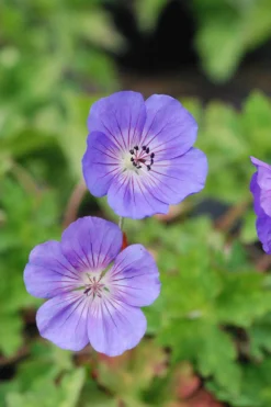 Geranium Vivace 'rozanne' ? - 3l