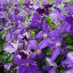 Clématite 'jackmanii' - Clematis 3l -Magasin De Plantes De Qualité 647d2d29efc327.18821976