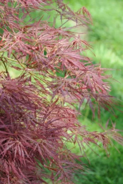 Erable 'firecracker' - 4l