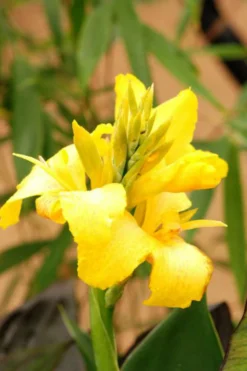Canna 'yellow Jaune' - 3l