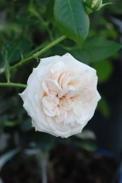 Rosier Décorosiers ? 'amber Voluptia ?' - 5l