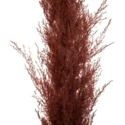 Set De 3 Fleurs Séchées "pampa Naturelle" - H110 Cm -Magasin De Plantes De Qualité 6483186e51d3d2.05693830