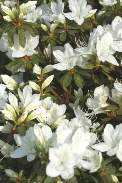 Azalée Du Japon 'fago No Fungi' - 3l