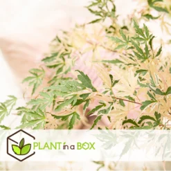 Érable Du Japon 'taylor' - Set De 2 - érable - Pot 19cm - Hauteur 60-70cm 11 Érable Du Japon 'taylor' - Set De 2 - érable - Pot 19cm - Hauteur 60-70cm -Magasin De Plantes De Qualité 649325931c4e33.62041123