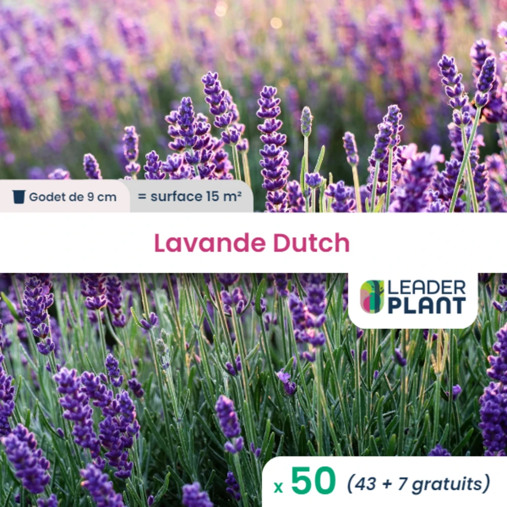 50 X Lavande Dutch En Godet 1 50 X Lavande Dutch En Godet