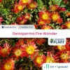 11 X Delosperma Fire Wonder ® En Godet