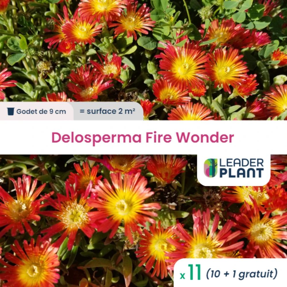 11 X Delosperma Fire Wonder ® En Godet 1 11 X Delosperma Fire Wonder ® En Godet