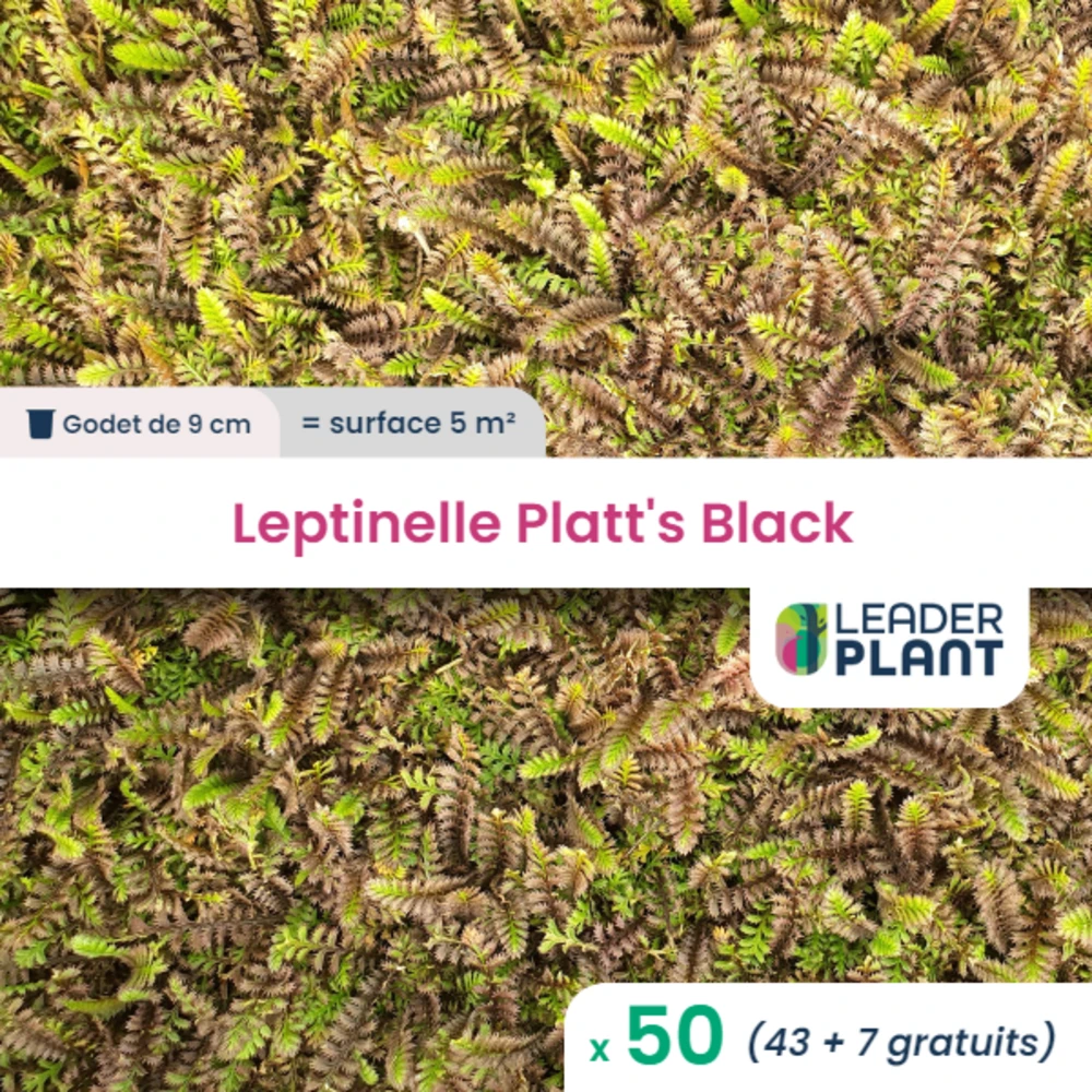 50 X Leptinelle Platt's Black En Godet 1 50 X Leptinelle Platt's Black En Godet