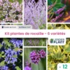 Kit Rocaille Mellifère - 6 Variétés – Lot De 12 Plants En Godet