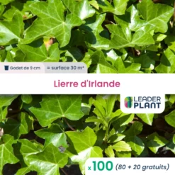 100 X Lierre D'irlande En Godet