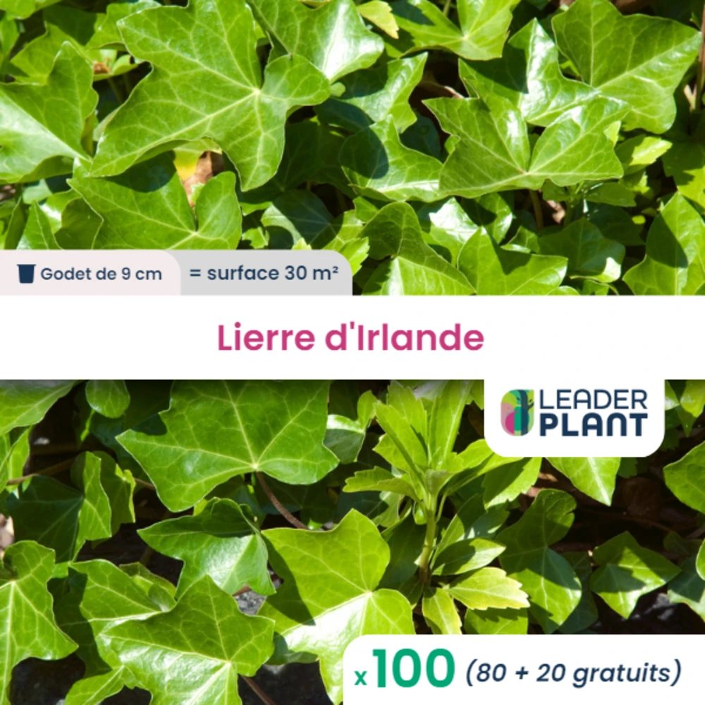 100 X Lierre D'irlande En Godet 1 100 X Lierre D'irlande En Godet
