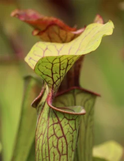 Sarracenia Oreophila 'sand Mountain' Caractéristique - Pot 12 Cm