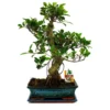 Figuier Chinois Bonsaï - Ficus Retusa - Env. 12-15 Ans