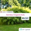 11 X Bambou Fargesia Rufa En Pot De 5 L