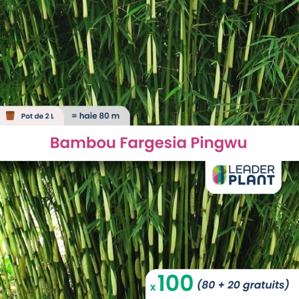 100 X Bambou Fargesia Pingwu En Pot De 2 L 1 100 X Bambou Fargesia Pingwu En Pot De 2 L