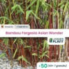 50 X Bambou Fargesia Asian Wonder En Pot De 10 L