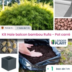 Kit Bambou Rufa En Pot De 5 L Avec Bac Pour Balcon -Magasin De Plantes De Qualité 6495d6b9ed82e7.35167556
