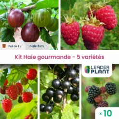 Kit Haie Gourmande 5 Variétés - Lot De 10 Plants En Pot De 1 L