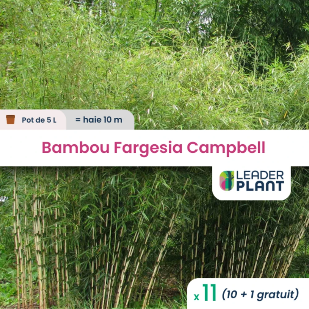 11 X Bambou Fargesia Campbell En Pot De 5 L 1 11 X Bambou Fargesia Campbell En Pot De 5 L