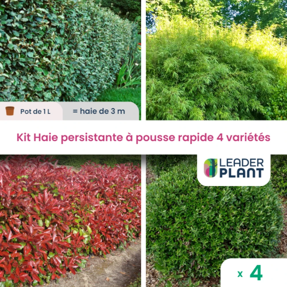Kit Haie Persistante à Pousse Rapide – 4 Variétés - Lot De 4 Plants En Pot De 1 L 1 Kit Haie Persistante à Pousse Rapide – 4 Variétés - Lot De 4 Plants En Pot De 1 L