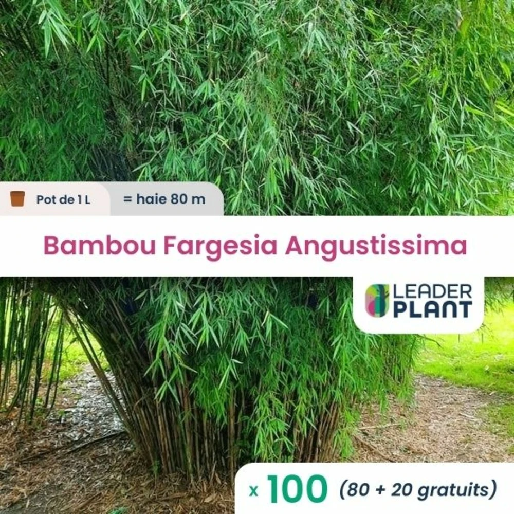 100 X Bambou Fargesia Angustissima En Pot De 1 L 1 100 X Bambou Fargesia Angustissima En Pot De 1 L