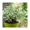 Jasmin étoilé Jasminoïdes Sun Lover®/pot De 4l