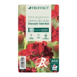 Géranium Lierre Double 'Marcada® Dark Red' Label Rouge : 10 Plants -Magasin De Plantes De Qualité 697174 006