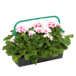 Géranium Zonale Americana® White Splash Improved'Label Rouge:10 Plants 9 Géranium Zonale Americana® White Splash Improved'Label Rouge:10 Plants -Magasin De Plantes De Qualité 697188 2080140