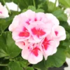 Géranium Zonale Americana® White Splash Improved'Label Rouge:10 Plants