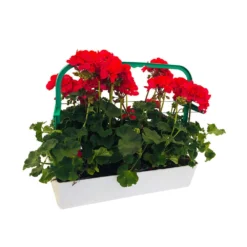 Géranium Zonale 'Tango® Neon Purple' Label Rouge : 10 Plants -Magasin De Plantes De Qualité 697190 002