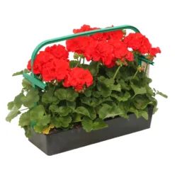 Géranium Zonale 'Compact Line Vulkan 09' Label Rouge : 10 Plants 7 Géranium Zonale 'Compact Line Vulkan 09' Label Rouge : 10 Plants -Magasin De Plantes De Qualité 697192 2080104
