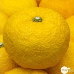 Yuzu AB: Pot 3L, Greffe -Magasin De Plantes De Qualité 697329 001