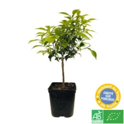 Yuzu AB: Pot 3L, Greffe -Magasin De Plantes De Qualité 697329 005