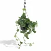 Pothos Scindapsus Pictus Epipremnum - H25cm, ø15cm - Plante D'intérieur Tombante