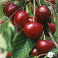 Cerisier Bigarreau Van : Demi Tige 2 Ans D'âge Ctr 15 Litres -Magasin De Plantes De Qualité 71296 004