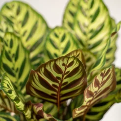 Calathea Makoyana Duo - Plantes D'intérieur -Magasin De Plantes De Qualité 721787bfd2200161