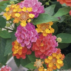 Lantana Camara : C5L -Magasin De Plantes De Qualité 724980 001