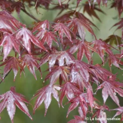 Acer Japonicum 'Palmatum Blood Good' C7L H.60/80cm -Magasin De Plantes De Qualité 748257 002