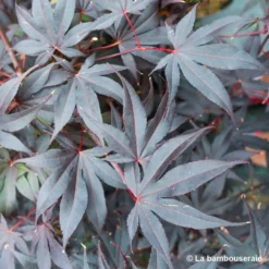 Acer Japonicum 'Palmatum Blood Good' C7L H.60/80cm -Magasin De Plantes De Qualité 748257 003