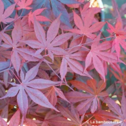 Acer Japonicum 'Palmatum Blood Good' C7L H.60/80cm -Magasin De Plantes De Qualité 748257 004