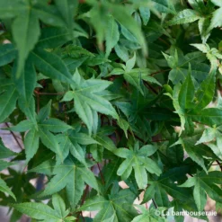 Acer Palmatum "Deshojo" C3L H.40/60cm -Magasin De Plantes De Qualité 748262 002