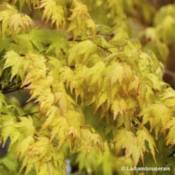 Acer Palmatum 'Orange Dream' :C7L H.60/80cm -Magasin De Plantes De Qualité 748282 001
