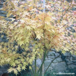 Acer Palmatum 'Orange Dream' :C7L H.60/80cm -Magasin De Plantes De Qualité 748282 002