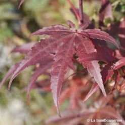 Acer Palmatum Skeeter's Broom :C3L H40/60cm -Magasin De Plantes De Qualité 748302 003