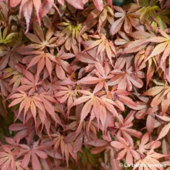 Acer Palmatum Skeeter's Broom :C3L H40/60cm -Magasin De Plantes De Qualité 748302 004