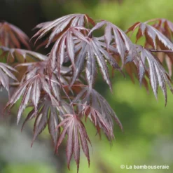 Acer Palmatum Trompenburg :C7L H.60/80cm -Magasin De Plantes De Qualité 748308 001
