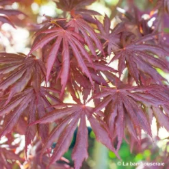 Acer Palmatum Trompenburg :C7L H.60/80cm -Magasin De Plantes De Qualité 748308 004