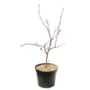 Acer Palmatum Trompenburg :C7L H.60/80cm